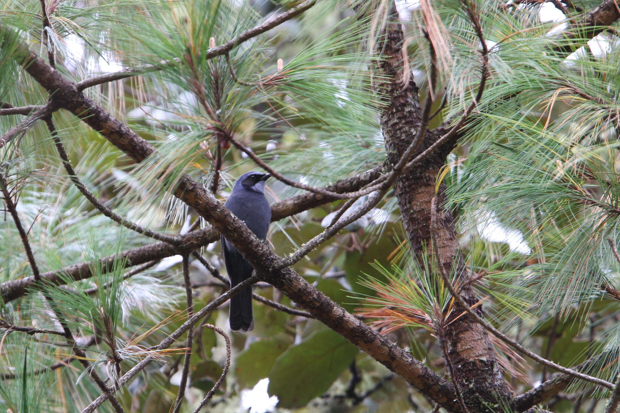 Image of Dwarf Jay