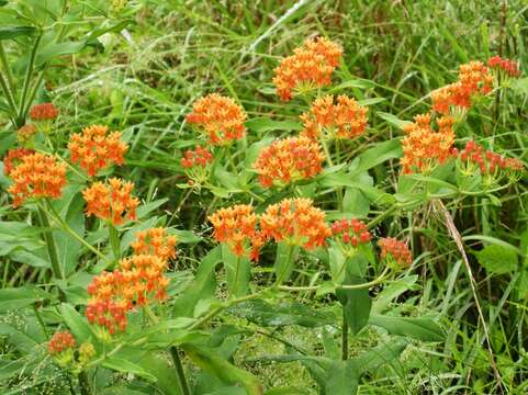 Image of butterfly milkweed