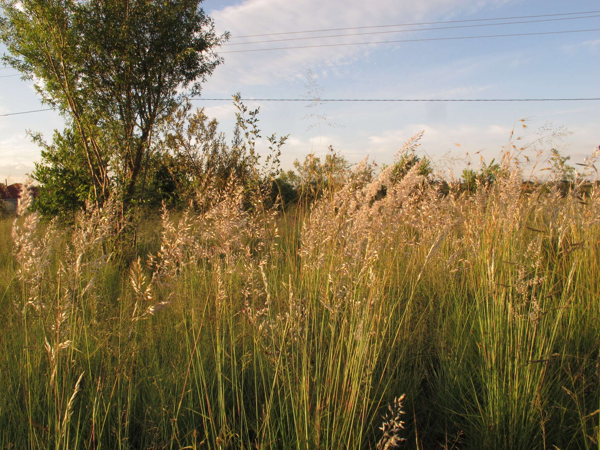 Image of Melinis repens subsp. repens