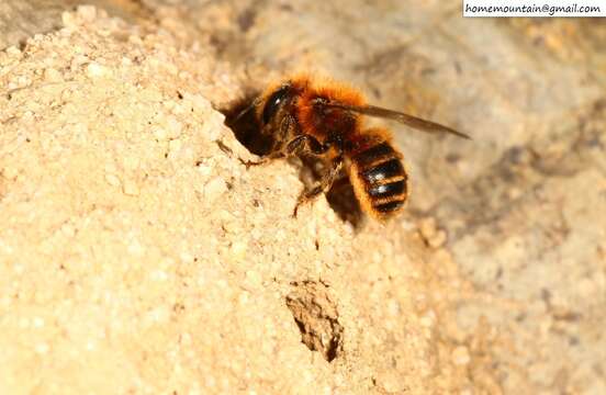 Image of Osmia jacoti Cockerell 1929