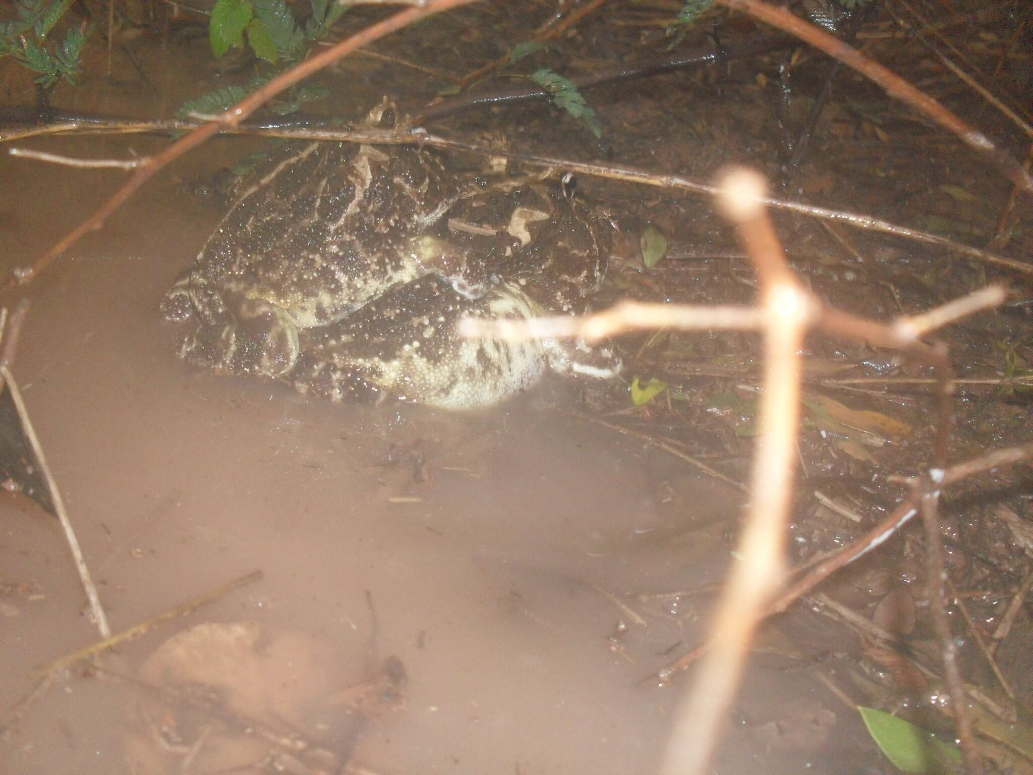 Image of Chacoan Horned Frog