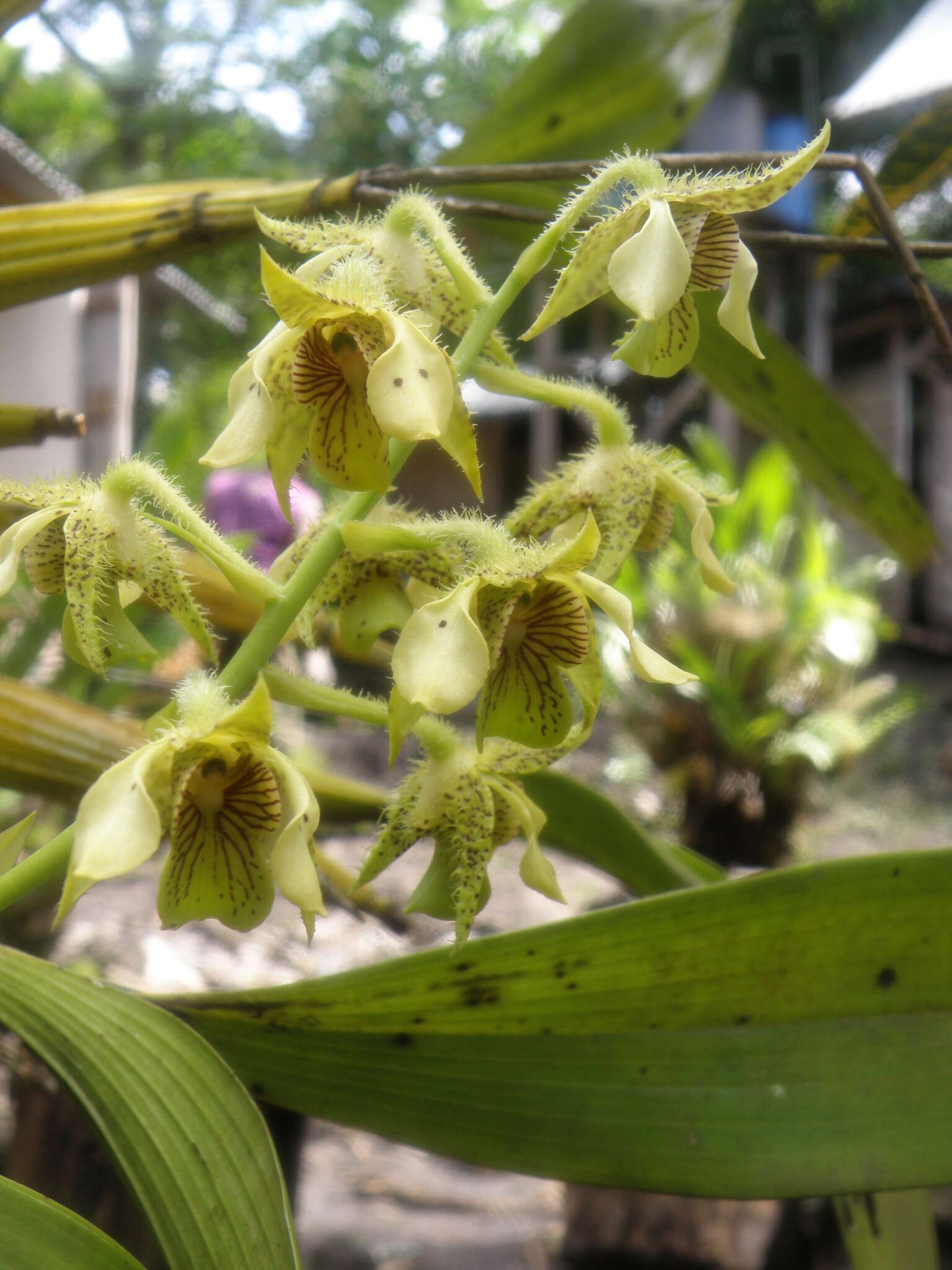 Image of bigleaf dendrobium