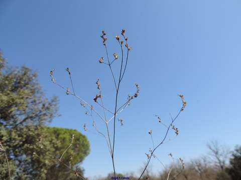 Image of Odontites viscosus (L.) Clairv.