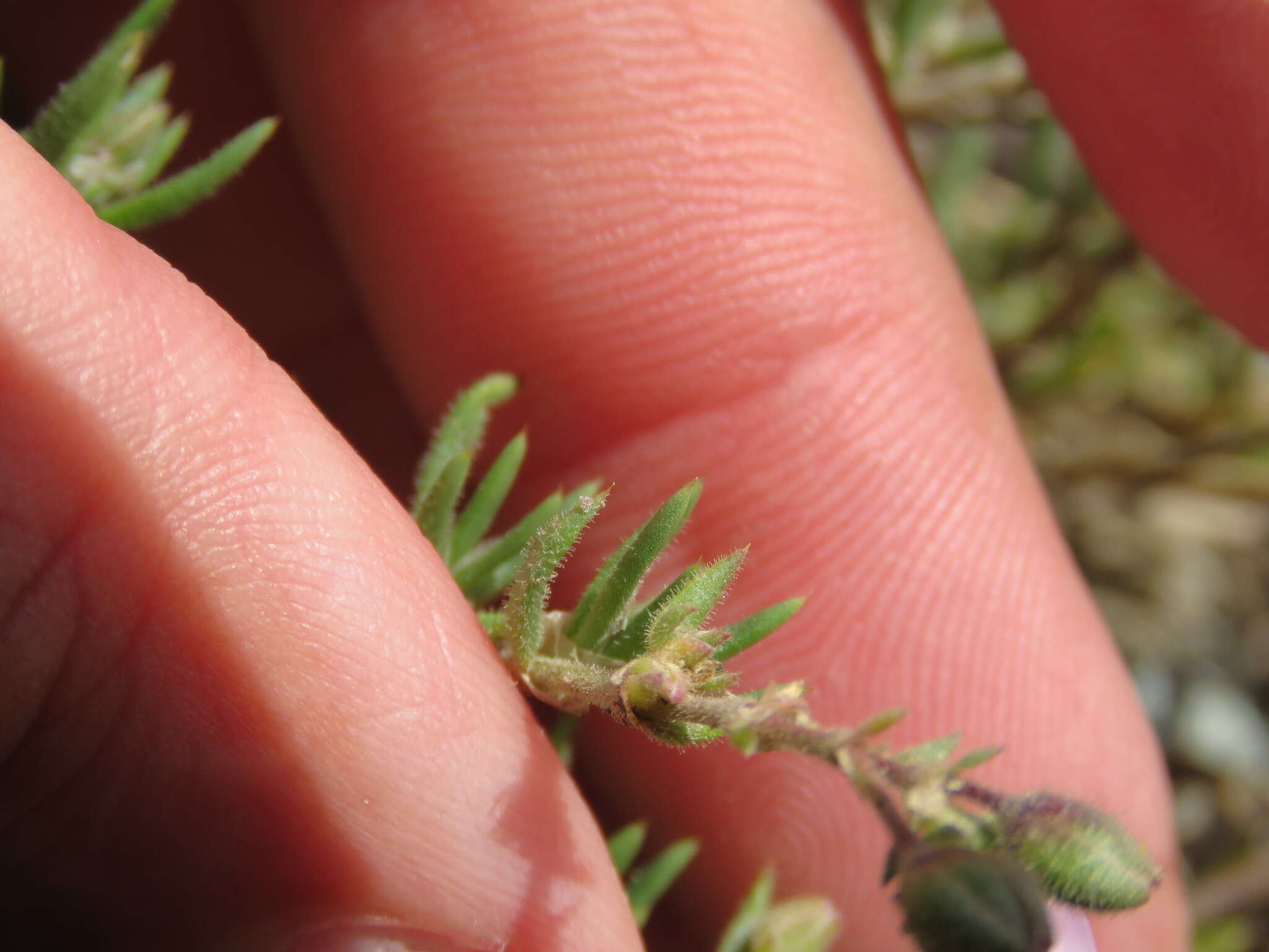 Image of Spergularia rupicola Le Jolis