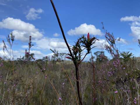 Image of Cosmelia rubra R. Br.