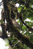 Imagem de Turdus obsoletus Lawrence 1862