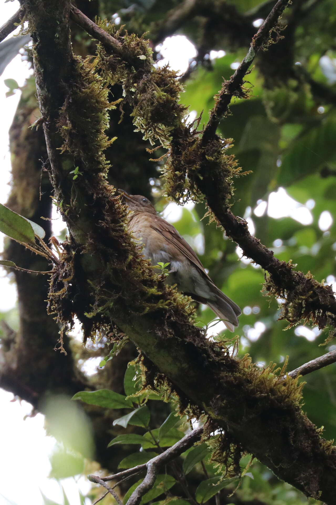 Image of Pale-vented Thrush