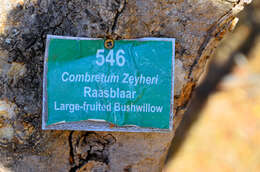 Imagem de Combretum zeyheri Sond.