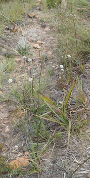 Image of Alepidea capensis var. capensis