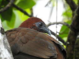 Ortalis motmot (Linnaeus 1766) resmi