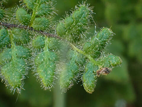 Sivun Myriopteris cooperae (D. C. Eat.) Grusz & Windham kuva