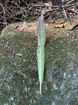 Image of Quinine tree