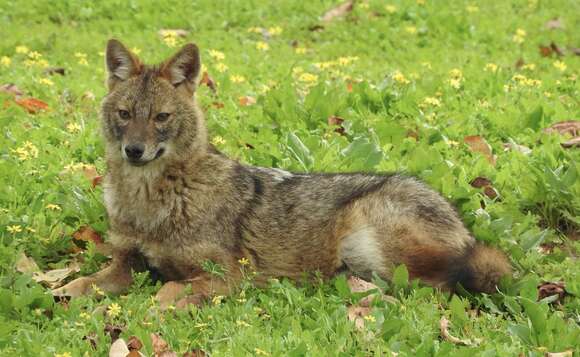 Image of Syrian jackal