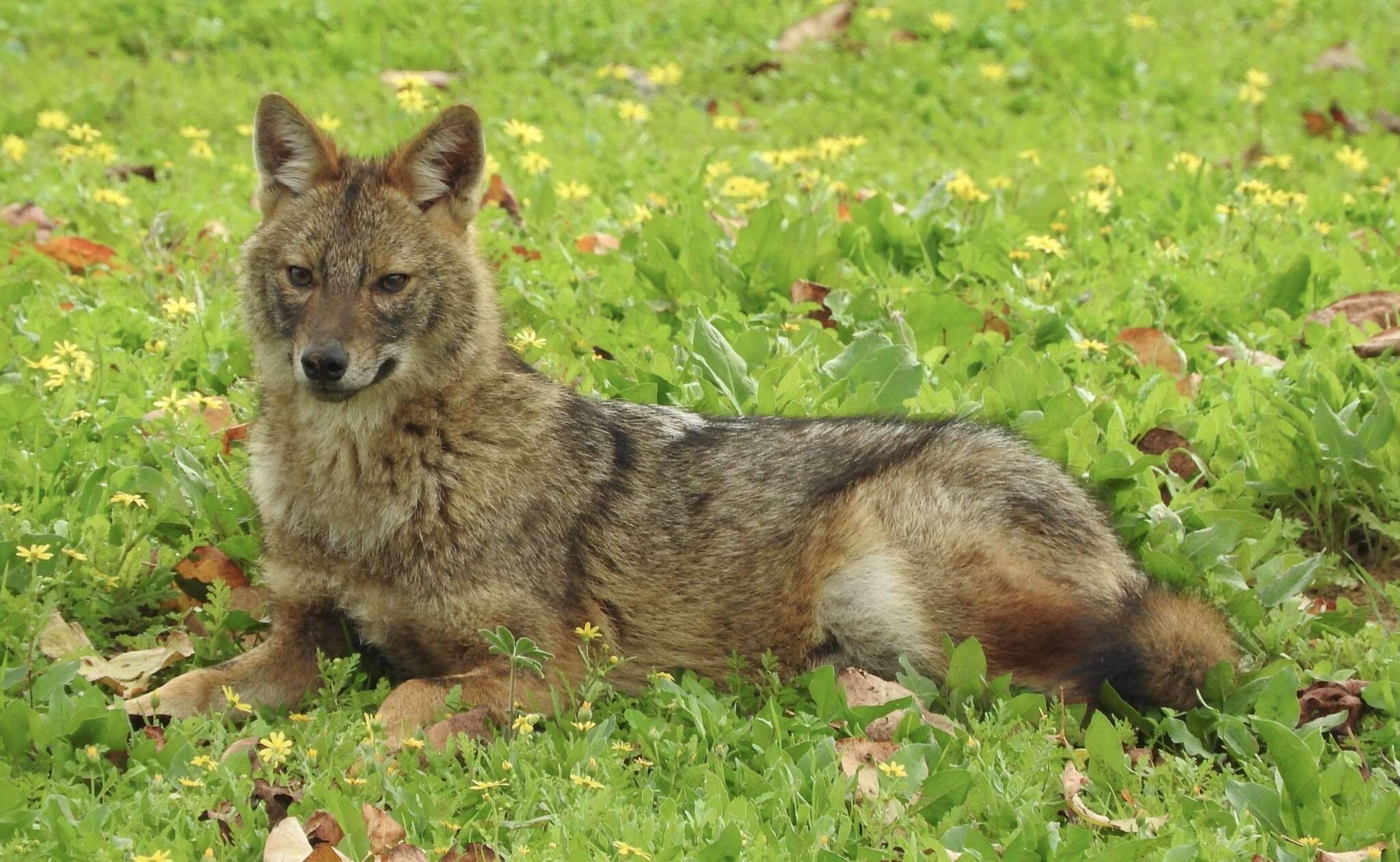 Image of Syrian jackal