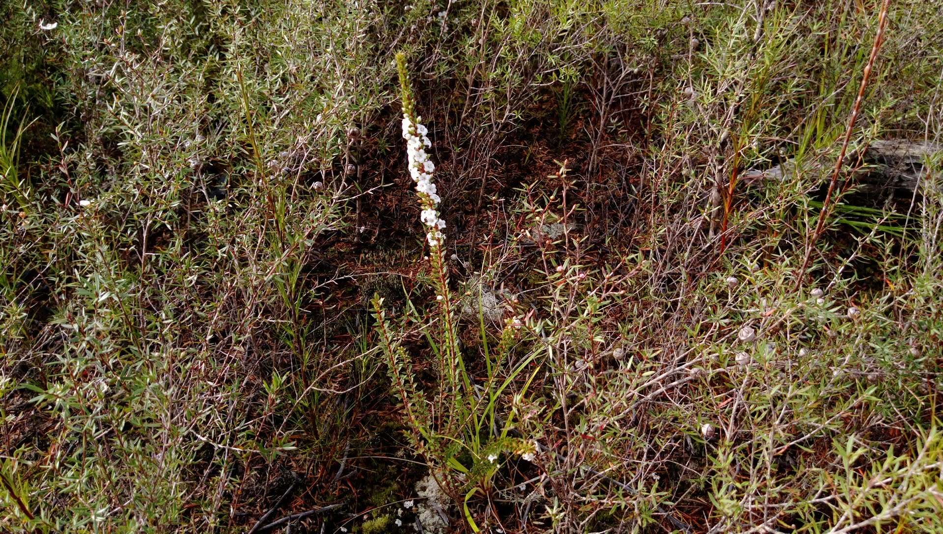 Image of Epacris pauciflora A. Rich.