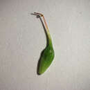 Image of Geum × cortlandicum