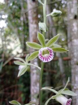 Image of Beyrich's hooded orchid