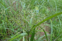 Image of green bulrush