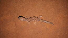 Image of Beaked Gecko