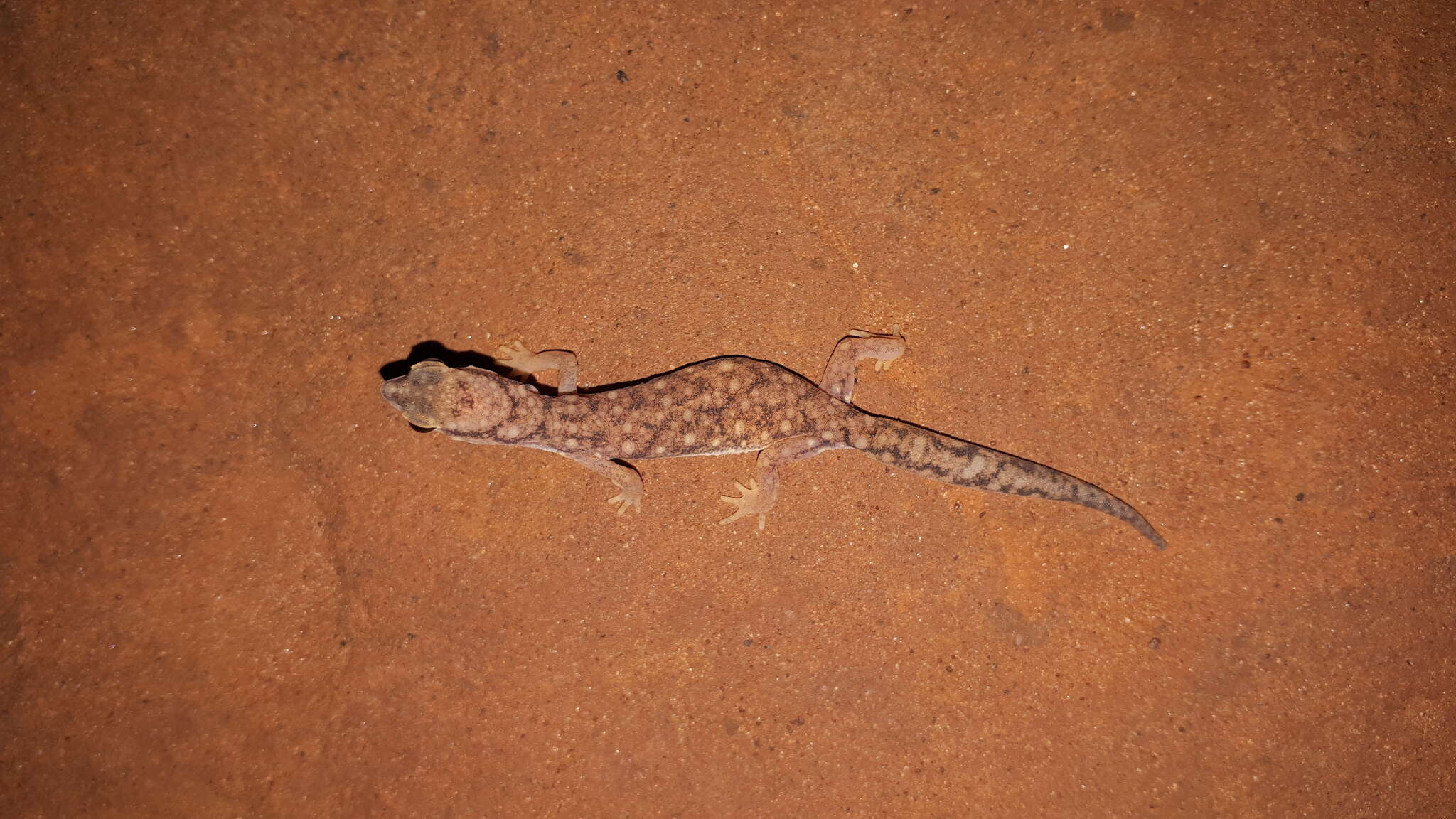 Image of Beaked Gecko