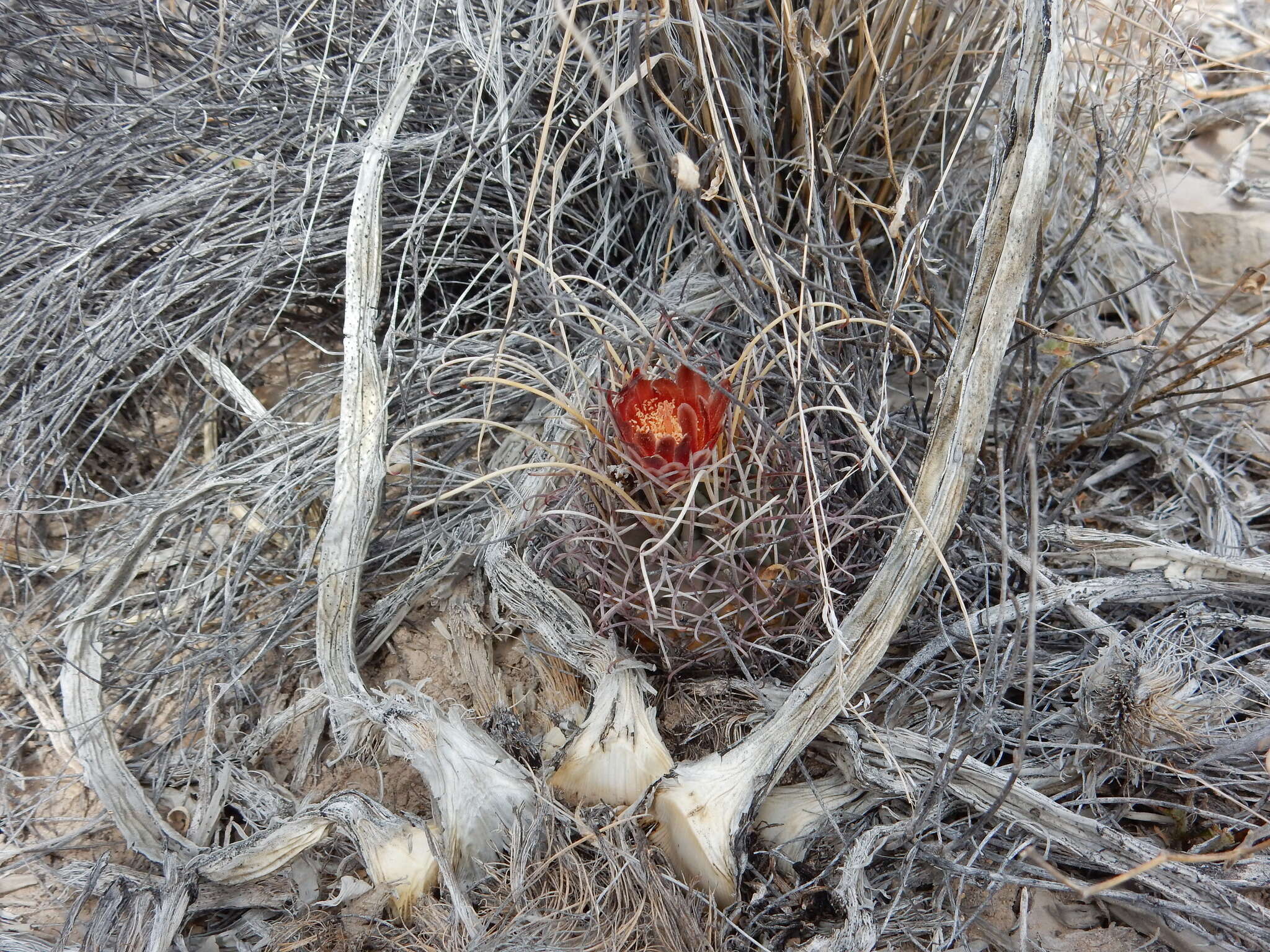 Image of Chihuahuan fishhook cactus