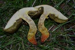 Image of Hortiboletus engelii (Hlaváček) Biketova & Wasser 2015