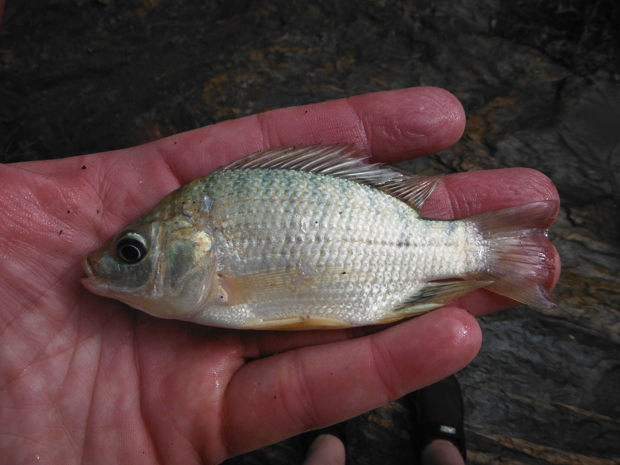 Image of Redeye tilapia