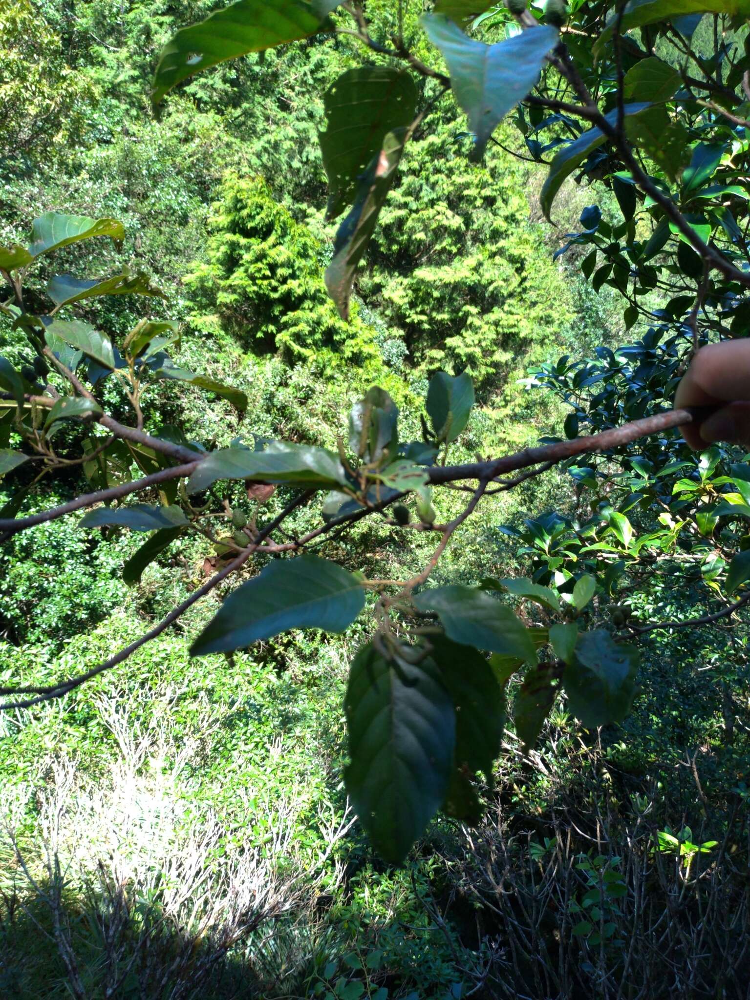 Image of Formosan alder