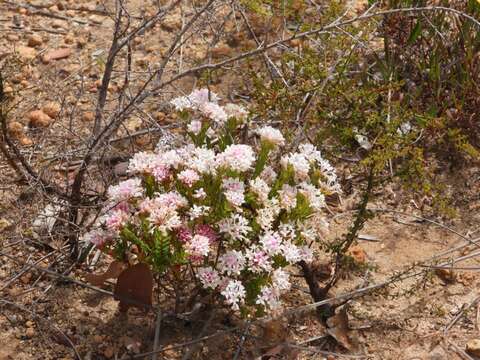 Image of Pimelea preissii Meissn.