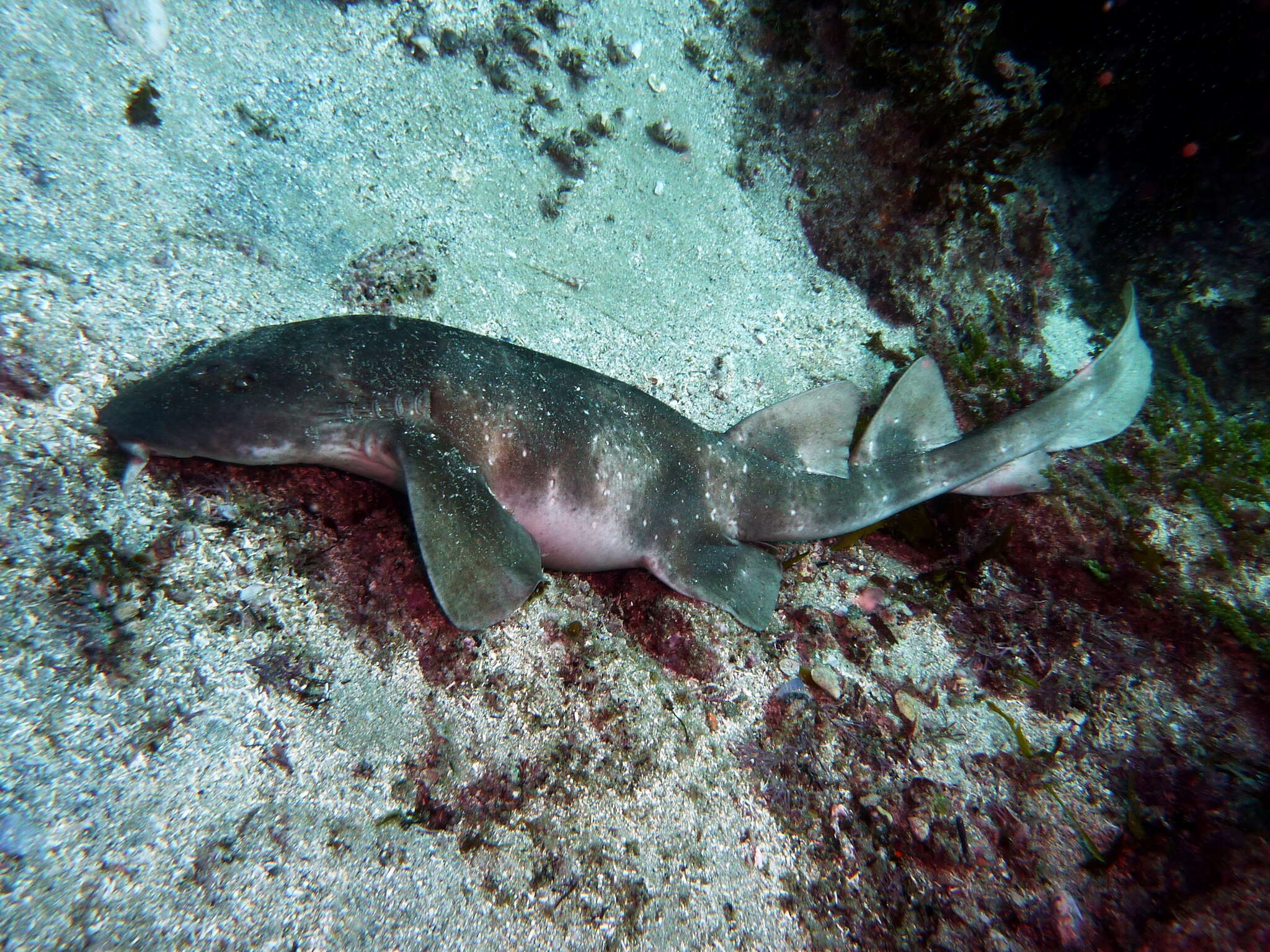 Image of blind sharks