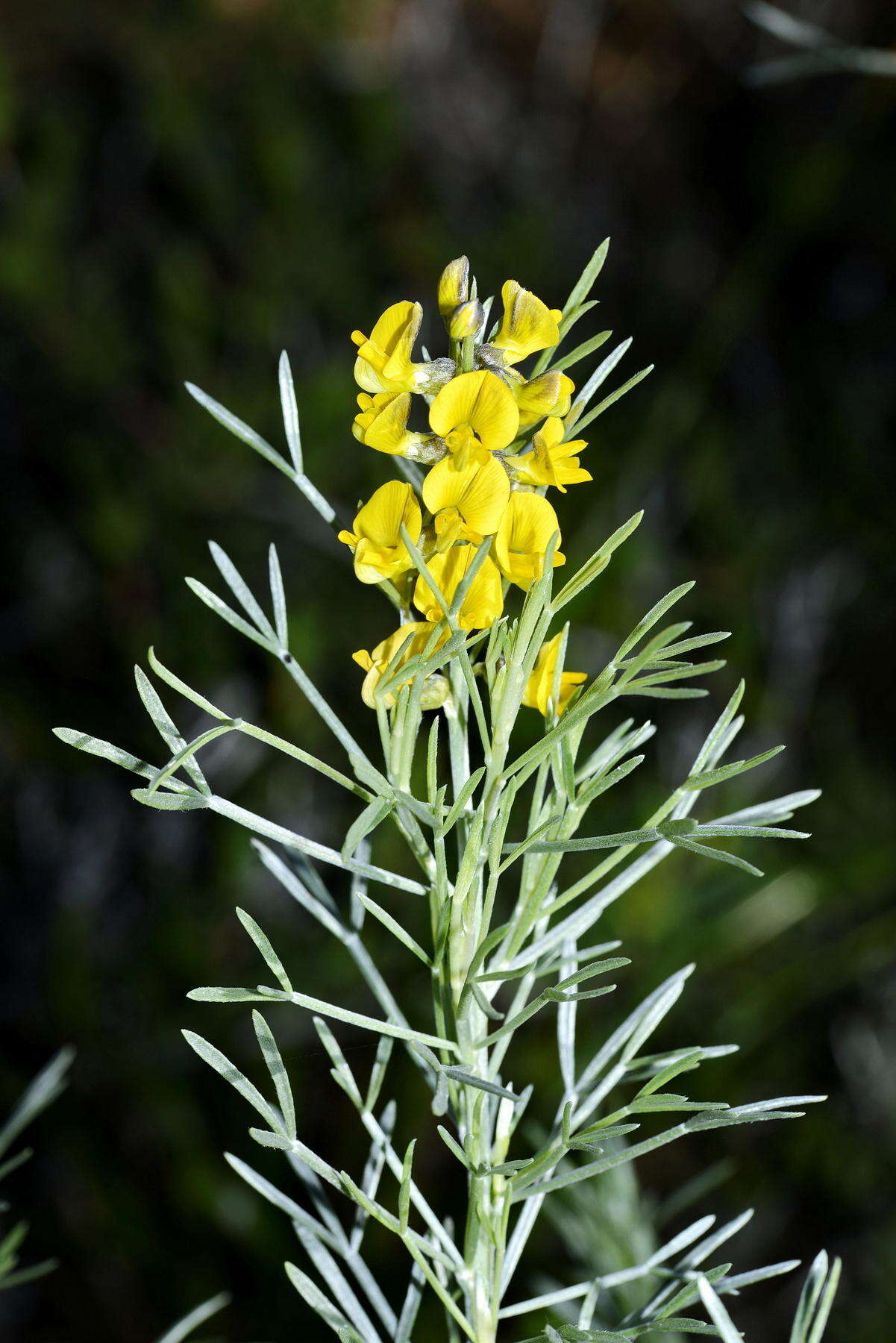 Слика од <i>Calobota sericea</i>