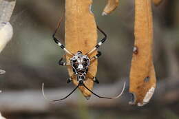 Image of Poecilosphodrus gratiosus (Stål 1859)