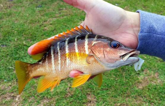 Image of Dogtooth Snapper