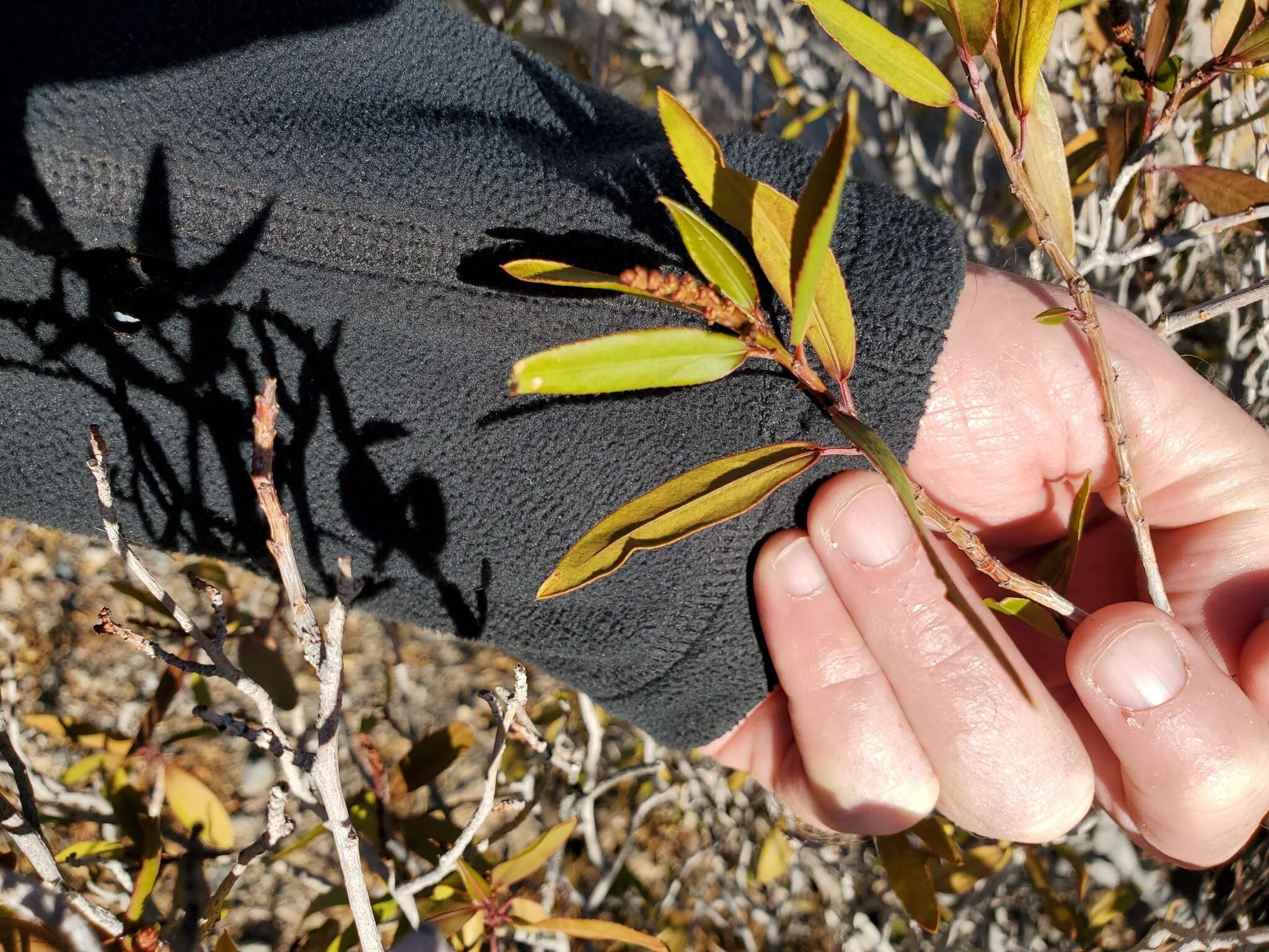 Plancia ëd Pleradenophora bilocularis (S. Watson) Esser & A. L. Melo