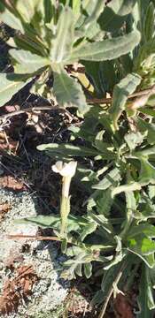 Image of Nicotiana maritima Wheeler