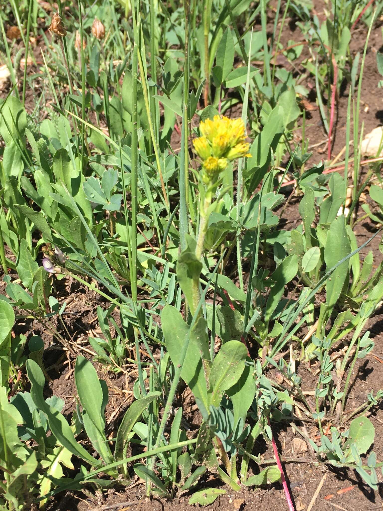 Image of Parry's goldenrod