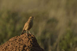 Image of Mirafra fasciolata fasciolata (Sundevall 1850)