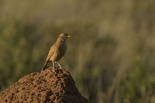 Image of Mirafra fasciolata fasciolata (Sundevall 1850)