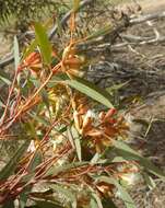 Image of Gooseberry Mallee