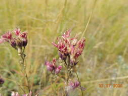 Image of Jurinea multiflora (L.) B. Fedtsch.