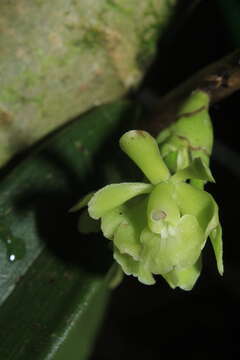 Image of Epidendrum aggregatum Lindl.