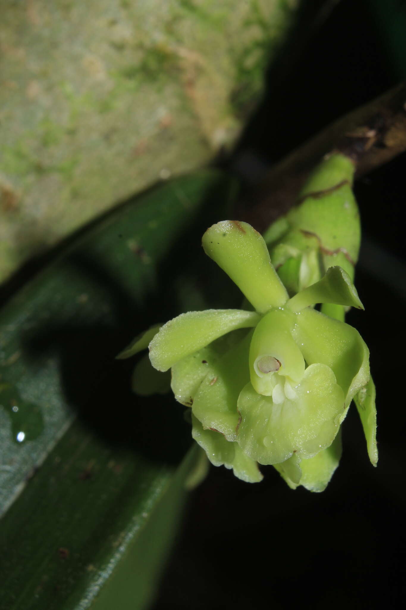 Imagem de Epidendrum aggregatum Lindl.