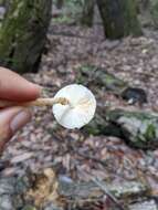 Image of Leucoagaricus flammeotinctoides Vellinga 2010