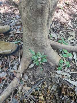 Image de Olea paniculata R. Br.