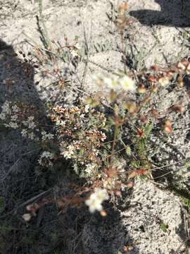 Image of Pharnaceum elongatum (DC.) Adamson