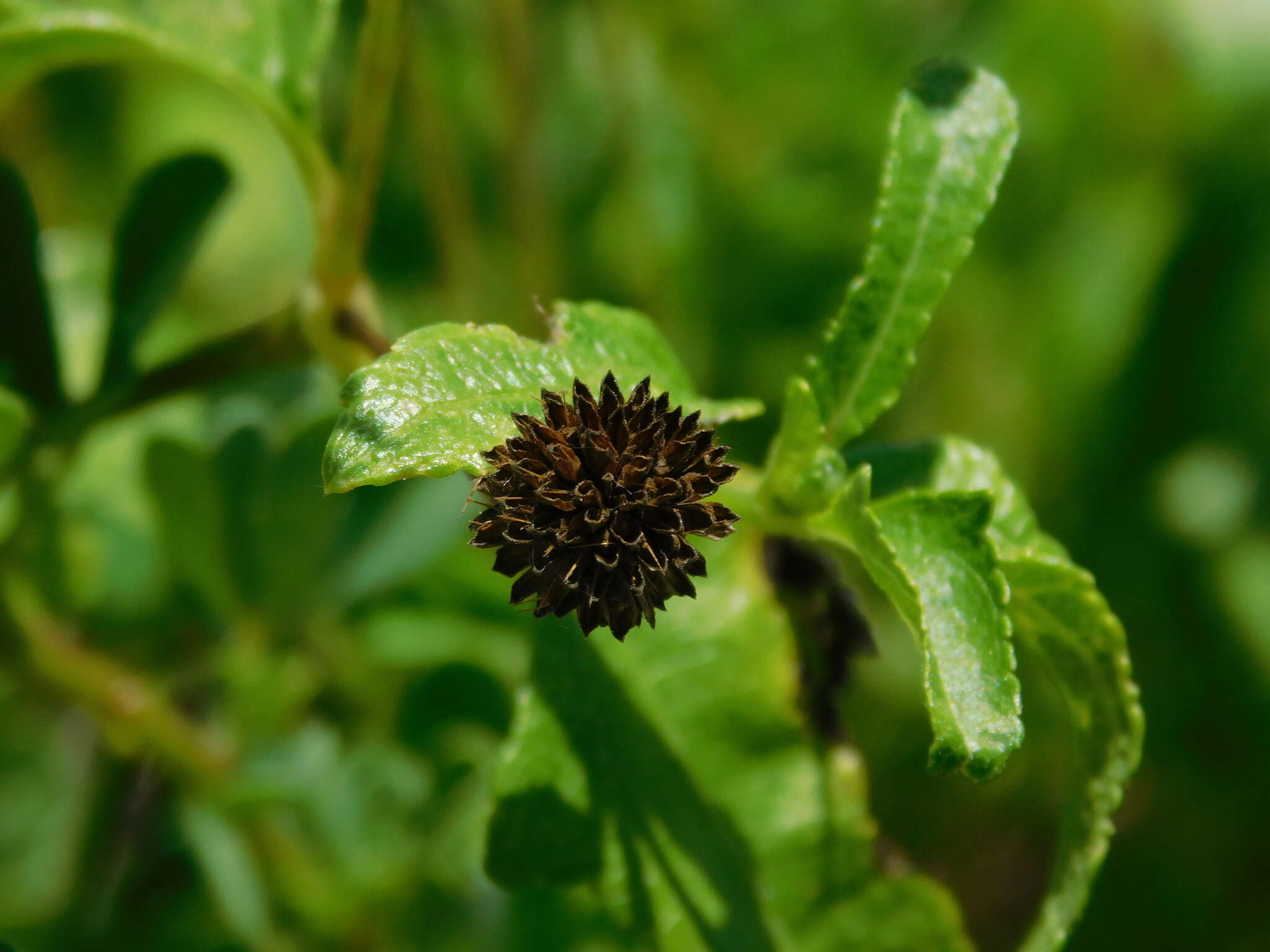 Sivun Melanthera nivea (L.) Small kuva