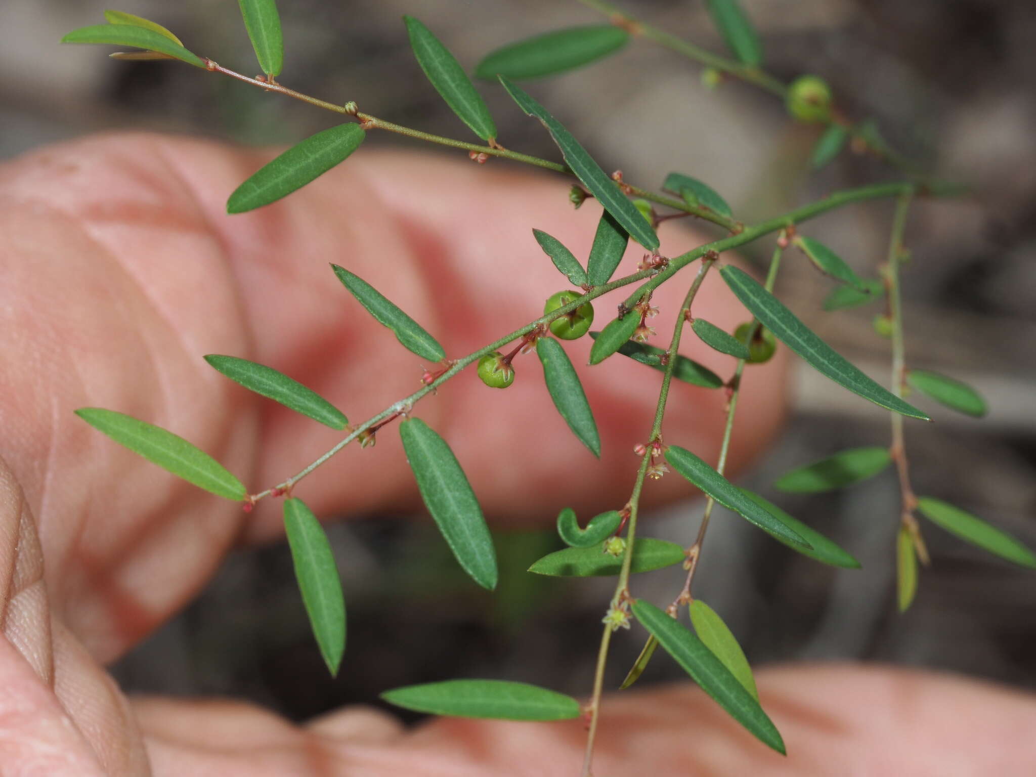 Image of Phyllanthus virgatus G. Forst.