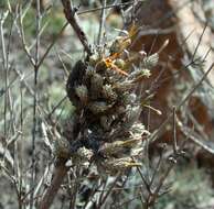 Image of Tillandsia bryoides Griseb. ex Baker