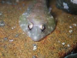 Image of Orange clingfish