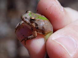 Image of Northern Cricket Frog